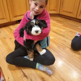 Bernedoodle and Labradoodle Puppies from Reid Wasatch Doodles