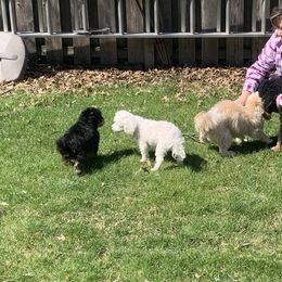 Bernedoodle Puppies from Mini Bernedoodle Babies- Indiana