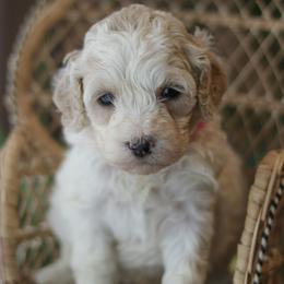 Page - Apricot female Labradoodle puppy in Crete, Nebraska from Doodles & Co