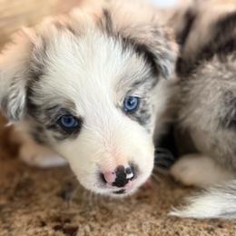 Bazz - Atypical merle male Border Collie puppy in Newfane, New York from Janese's Border Collies