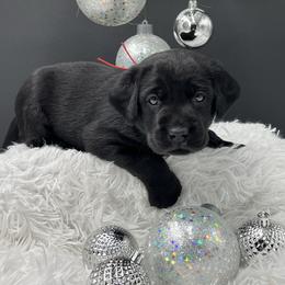 Red - Black female Labrador Retriever puppy in Heath Springs, South Carolina from Rich Hill Retrievers