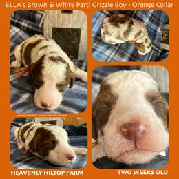 Brown and White Parti Grizzle - Orange Collar Boy - Parti male Poodle puppy in Charlo, Montana from Heavenly Hilltop Farm