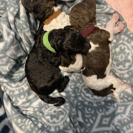 Poodle Puppies from Mars  Glitz Poodles