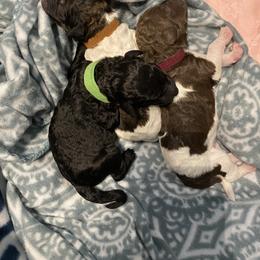 Poodle Puppies from Mars  Glitz Poodles