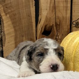 Nina - Blue merle female Aussiedoodle puppy in Lavonia, Georgia from H & A Kennels