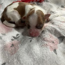 Girl 2 - Fawn sable female Havanese puppy in Cochran, Georgia from Dean Supreme