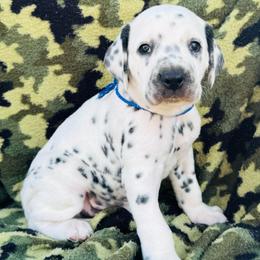 Blue (LUA) - White and black male Dalmatian puppy in Westhoff, Texas from Smart Dalmatians