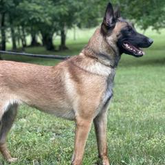 Piper - Belgian Malinois