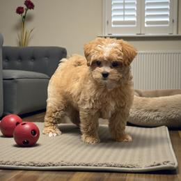 Savannah - Apricot female Yorkipoo puppy in Oakland, Kentucky from Imperial Dogs