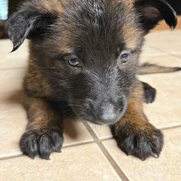 Black - Mahogany male Belgian Malinois puppy in Saint Amant, Louisiana from Mercy Kennels
