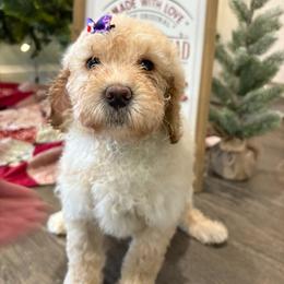 Nulu - Cream female Goldendoodle puppy in Camden, North Carolina from Oopsie Doodles of NC