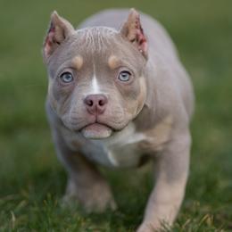 Zelda - Lilac tri-color female American Bully puppy in Puyallup, Washington from Gamer Bullyz