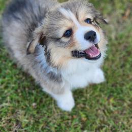 Pembroke Welsh Corgi puppies from Wigglebutts American Corgis