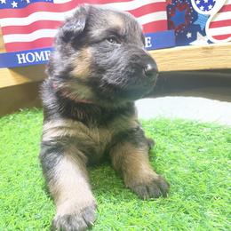 German Shepherd Puppies from American Viking GSD Ranch