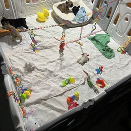 French Bulldog Puppies from Stratton Kennel