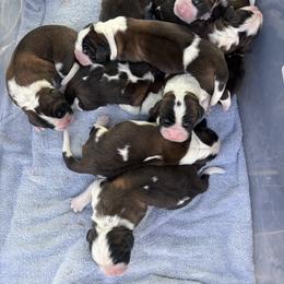 Boy 7 - Mahogany and white male Saint Bernard puppy in North Beach, Maryland from Mt.Harmony Saint Bernards
