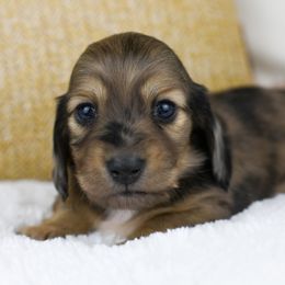 Buckle - Dapple female Dachshund puppy in Fredonia, Arizona from Kaibab Dachshunds