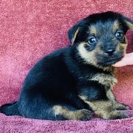 Gold Collar Girl - Black and tan female Norfolk Terrier puppy in Bristol, Tennessee from Holston Hollow Farm
