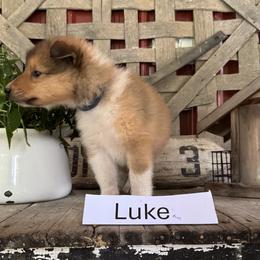 Luke - Sable and white male Collie puppy in Sedalia, Missouri from Brown Acres Collies
