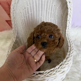 Pixie(AKC) - Red  female Poodle puppy in Moreno Valley, California from Yanni's Poodle
