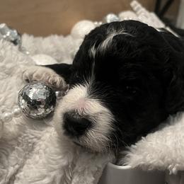 Teddy - Parti male Goldendoodle puppy in Waterloo, Illinois from Dreamy Doodles