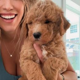 Male 4 - Apricot male Goldendoodle puppy in Clarksville, Tennessee from Tennessee Goldendoodles, since 2014