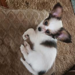 Girl 1 Rosemary - White and black female Papillon puppy in Bon Aqua, Tennessee from Rene's Papillon