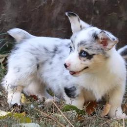 American Corgi Puppies from Diamond Corgis