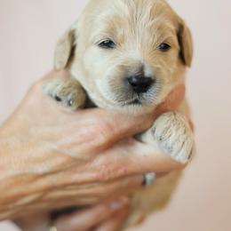 Scarecrow - Cream male Goldendoodle puppy in Pleasant Grove, Utah from Canterbury Canines