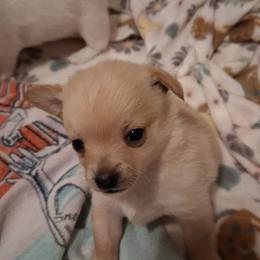Cream fluffy girl - Cream female Dachshund puppy in Springdale, Washington from TNT MINI DACHSHUNDS