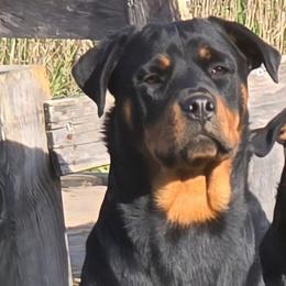 Hunni - Rottweiler