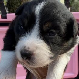 Girl 2 - female Australian Shepherd puppy in San Jose, California from Dirty Laundry Australian Shepherds