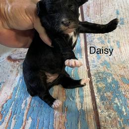 Daisy - Black and white female Aussiedoodle puppy in Lebanon, Missouri from Cobbs Creek Canines