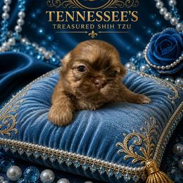 Boy 3 - Liver male Shih Tzu puppy in Bethpage, Tennessee from Tennessee's Treasured Shih Tzus