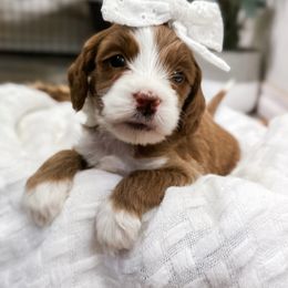 Goldendoodle Puppies from Ritzy Creek Doodles