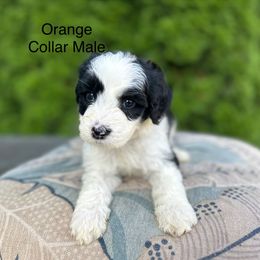 Orange Collar Male - Black and white male Sheepadoodle puppy in Hilton, New York from Finger Lakes Doodles