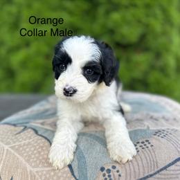 Orange Collar Male - Black and white male Sheepadoodle puppy in Hilton, New York from Finger Lakes Doodles