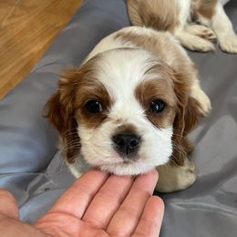Kringle - Blenheim male Cavalier King Charles Spaniel puppy in Phoenix, Arizona from Larisa's Cavaliers