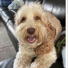Hallie - Australian Labradoodle