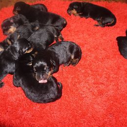Rottweiler Puppies from Mountain High Kennels