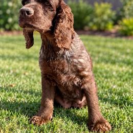 Meg - Cocker Spaniel