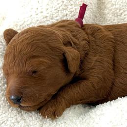 Burgundy collar - Red  female Goldendoodle puppy in Monrovia, California from Fancy Paws Inc