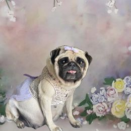 Myla - Pug