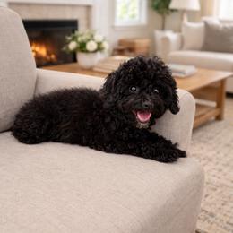 Espresso - Black male Bernedoodle puppy in Gilbert, Arizona from LittleLegacyDoodles