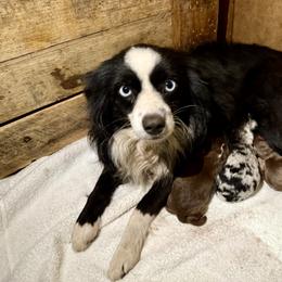 Marley - Toy Australian Shepherd