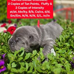 French Bulldog Puppies from Zoomie Time Frenchies