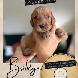 Bridge - Dallas,Tx - 4,000 - Red  female Goldendoodle puppy in Garland, Texas from Twilight Doodles