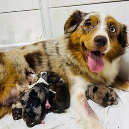 Layla - Red merle female Miniature Australian Shepherd puppy in Hempstead, Texas from Young Gun Aussies