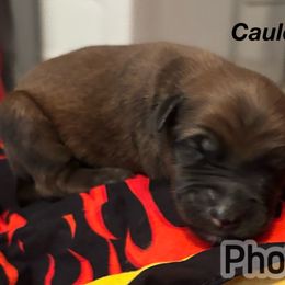 Cauldron - Wheaten male Soft Coated Wheaten Terrier puppy in Gladewater, Texas from Felicias Swheaties