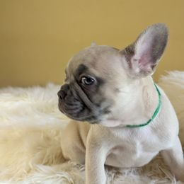 French Bulldog Puppies from 47 North Frenchies, LLC